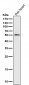 Anti-IRF7 Rabbit Monoclonal Antibody