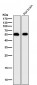 Anti-IRF7 Rabbit Monoclonal Antibody