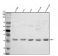 Anti-Hes1 Rabbit Monoclonal Antibody