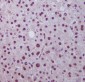 Anti-Hes1 Rabbit Monoclonal Antibody