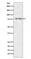 Anti-ATG7/Apg7 Rabbit Monoclonal Antibody