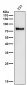 Anti-ATG7/Apg7 Rabbit Monoclonal Antibody