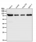 Anti-ATG7/Apg7 Rabbit Monoclonal Antibody