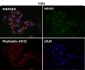 Anti-TMS1 PYCARD Rabbit Monoclonal Antibody
