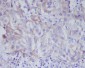 Anti-VAV2 Rabbit Monoclonal Antibody