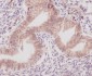 Anti-COX1 PTGS1 Rabbit Monoclonal Antibody