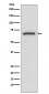 Anti-COX1 PTGS1 Rabbit Monoclonal Antibody