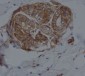 Anti-CD14 Rabbit Monoclonal Antibody