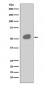 Anti-CD14 Rabbit Monoclonal Antibody