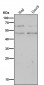 Anti-CD14 Rabbit Monoclonal Antibody