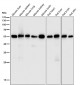 Anti-CYBB/Nox2 Rabbit Monoclonal Antibody