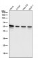 Anti-CYBB/Nox2 Rabbit Monoclonal Antibody