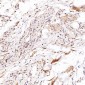 Anti-CD81 Rabbit Monoclonal Antibody