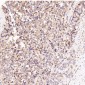 Anti-CD81 Rabbit Monoclonal Antibody