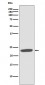 Anti-CD81 Rabbit Monoclonal Antibody