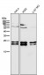 Anti-CD81 Rabbit Monoclonal Antibody