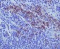 Anti-CD38 Rabbit Monoclonal Antibody