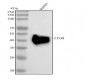 Anti-CD38 Rabbit Monoclonal Antibody