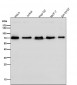 Anti-SHP2 PTPN11 Rabbit Monoclonal Antibody