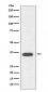 Anti-CD68/Sr D1 Rabbit Monoclonal Antibody