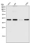 Anti-CD68/Sr D1 Rabbit Monoclonal Antibody