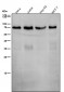 Anti-SHP2 PTPN11 Rabbit Monoclonal Antibody