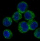 Anti-ATG5/Apg5 Rabbit Monoclonal Antibody