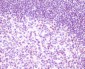 Anti-RelB Rabbit Monoclonal Antibody