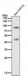 Anti-Gli1 Rabbit Monoclonal Antibody