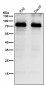 Anti-Gli1 Rabbit Monoclonal Antibody