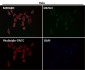 Anti-AGR2/Ag 2 Rabbit Monoclonal Antibody