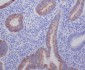 Anti-AGR2/Ag 2 Rabbit Monoclonal Antibody