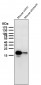 Anti-AGR2/Ag 2 Rabbit Monoclonal Antibody