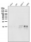 Anti-AGR2/Ag 2 Rabbit Monoclonal Antibody