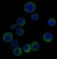 Anti-IRF3 Rabbit Monoclonal Antibody