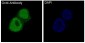 Anti-Oct4 POU5F1 Rabbit Monoclonal Antibody