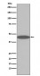 Anti-Oct4 POU5F1 Rabbit Monoclonal Antibody