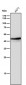 Anti-Oct4 POU5F1 Rabbit Monoclonal Antibody