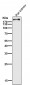 Anti-BRG1 Rabbit Monoclonal Antibody