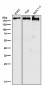 Anti-BRG1 Rabbit Monoclonal Antibody