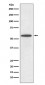 Anti-IRF5 Rabbit Monoclonal Antibody