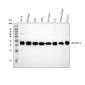 Anti-RAB7 RAB7A Rabbit Monoclonal Antibody