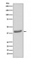 Anti-CDK7 Rabbit Monoclonal Antibody
