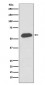 Anti-IRF5 Rabbit Monoclonal Antibody