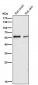 Anti-IRF5 Rabbit Monoclonal Antibody