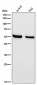 Anti-IRF5 Rabbit Monoclonal Antibody