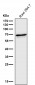 Anti-IRF5 Rabbit Monoclonal Antibody