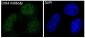 Anti-CDK4 Rabbit Monoclonal Antibody