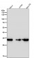 Anti-CDK4 Rabbit Monoclonal Antibody