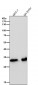 Anti-CDK4 Rabbit Monoclonal Antibody